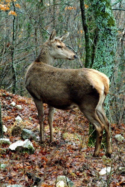 Ancora cervi